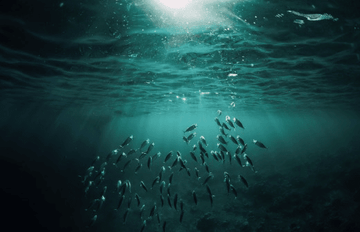 Discover  Omega-3 Cod Liver Oil - the best quality from premium cod liver oil to organic citrus essential oils