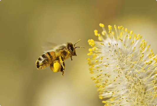 Allergies as the “21st-century pandemic”: Why is pollen more aggressive, and how can you prepare for pollen season?