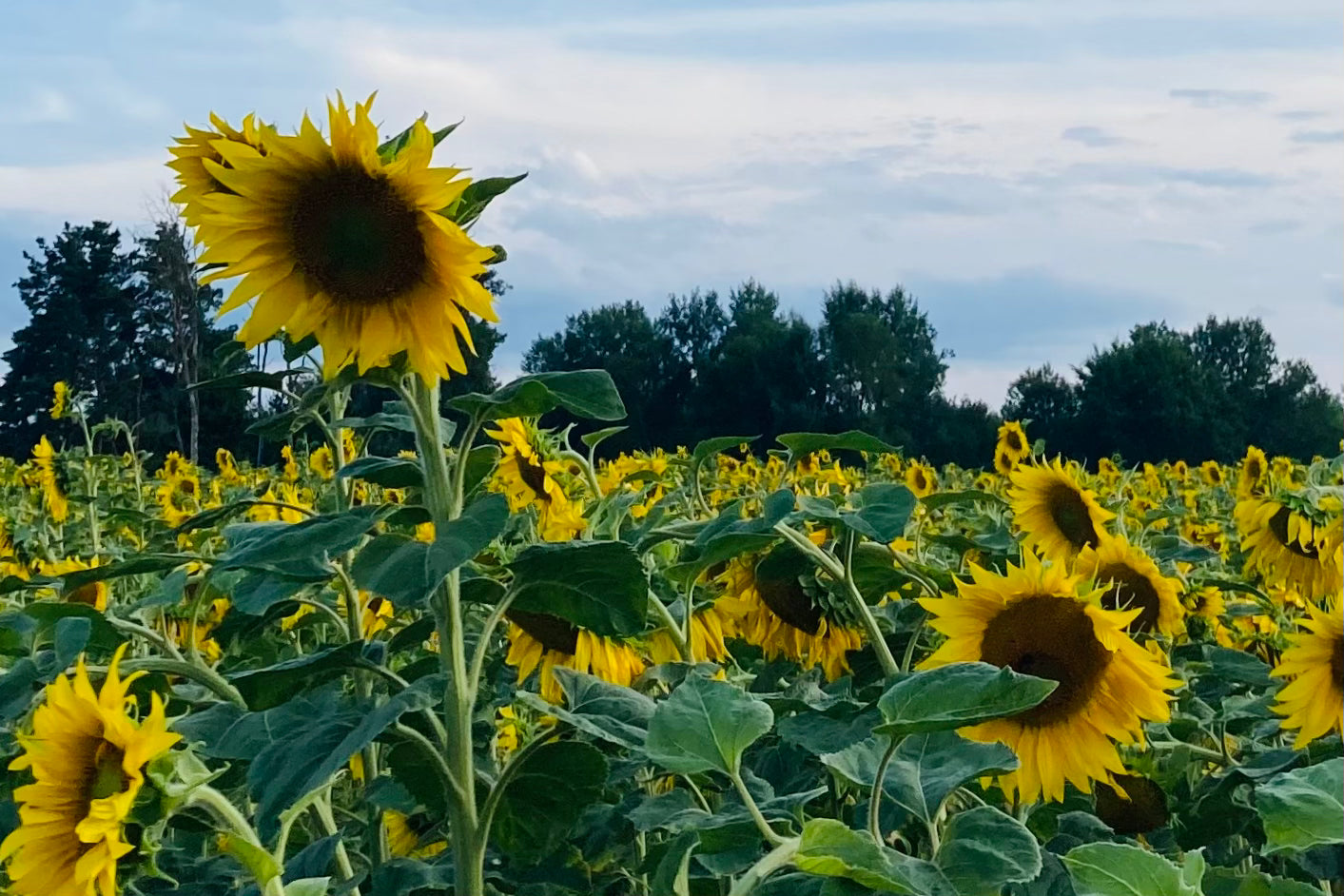 Tocoferoli misti naturali derivati dal girasole